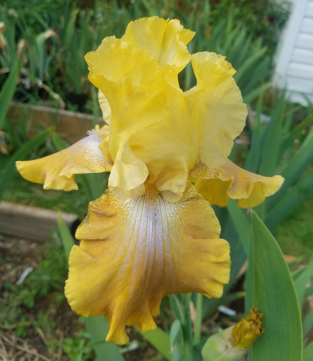 Photo of Tall Bearded Iris (Iris 'Free Will') uploaded by mesospunky
