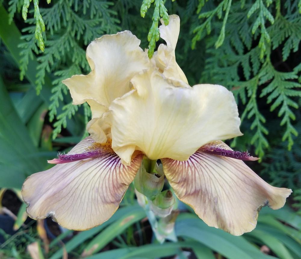 Photo of Tall Bearded Iris (Iris 'Thornbird') uploaded by mesospunky