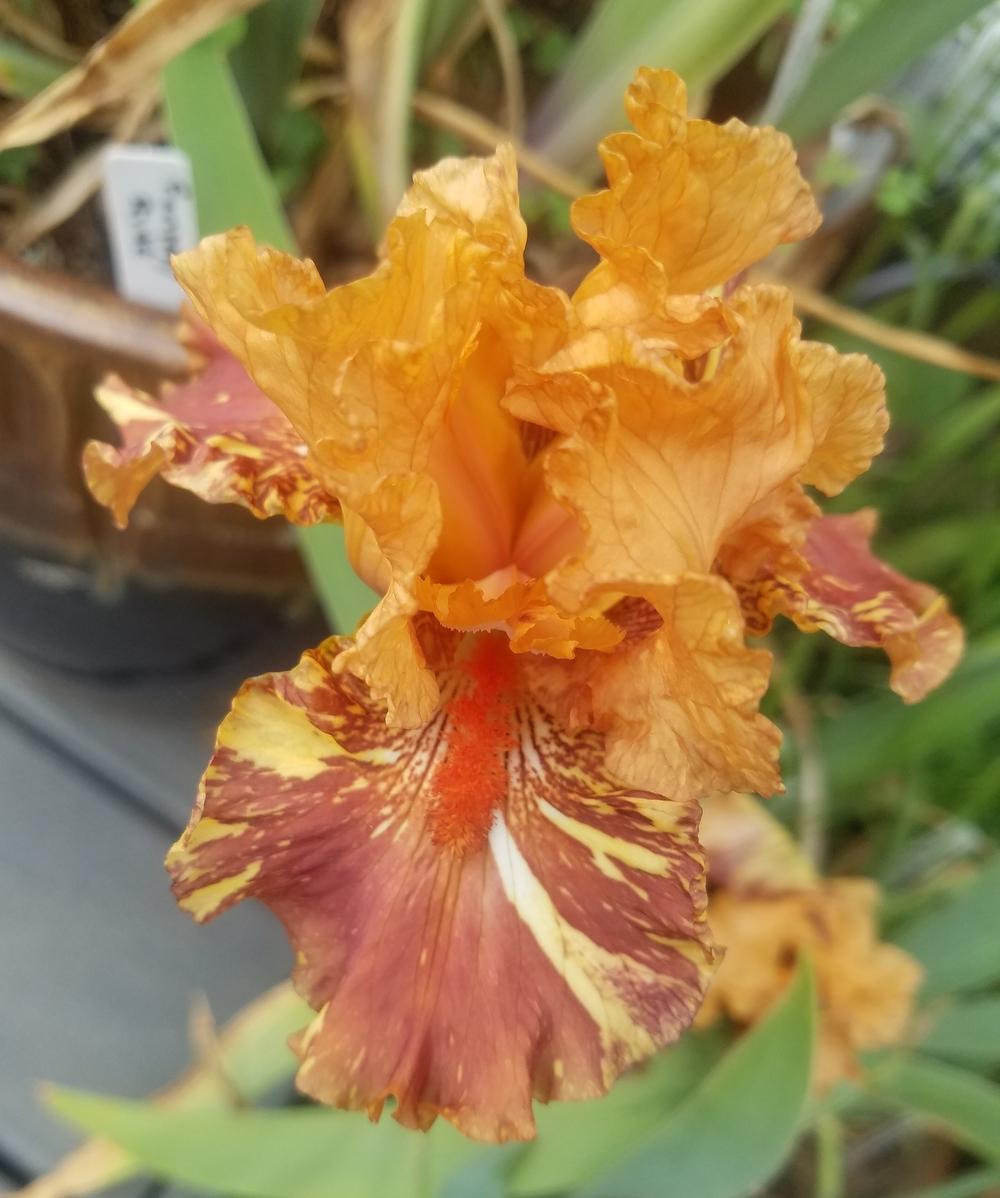Photo of Tall Bearded Iris (Iris 'Cheetah Cheese') uploaded by mesospunky