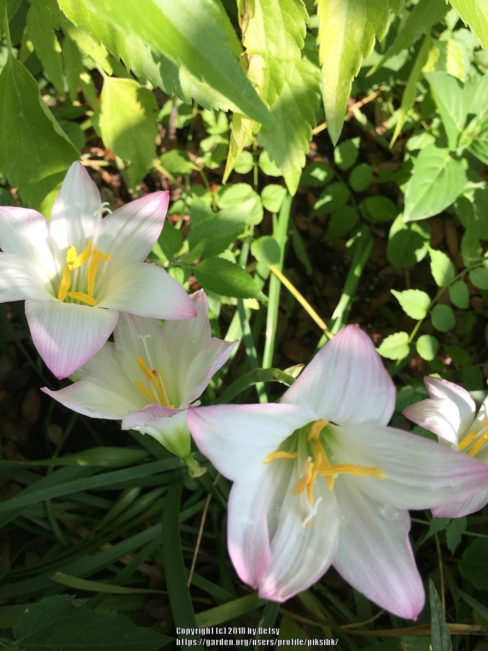 Photo of Rain Lilies (Zephyranthes) uploaded by piksihk
