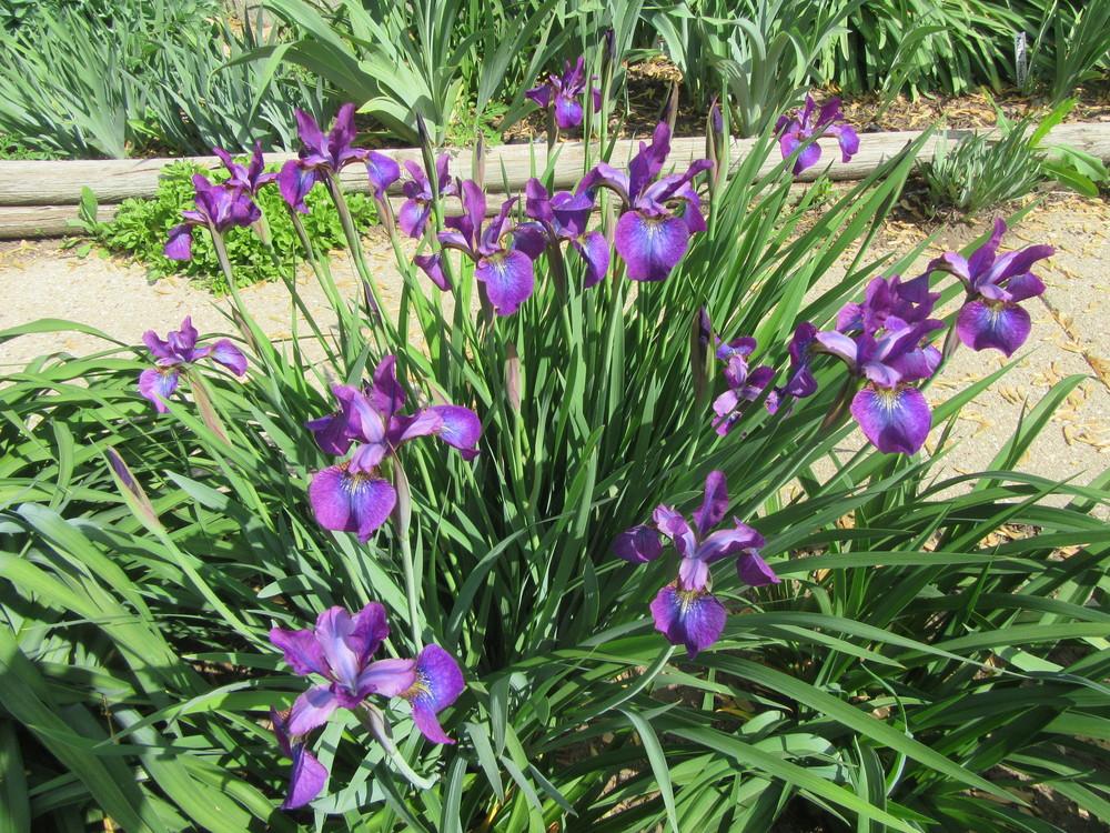Photo of Siberian Iris (Iris 'Chilled Wine') uploaded by tveguy3