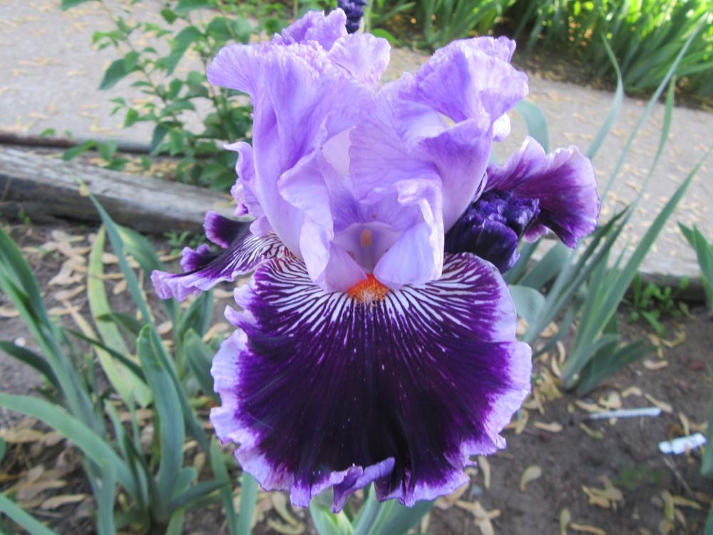 Photo of Tall Bearded Iris (Iris 'By Jeeves') uploaded by tveguy3