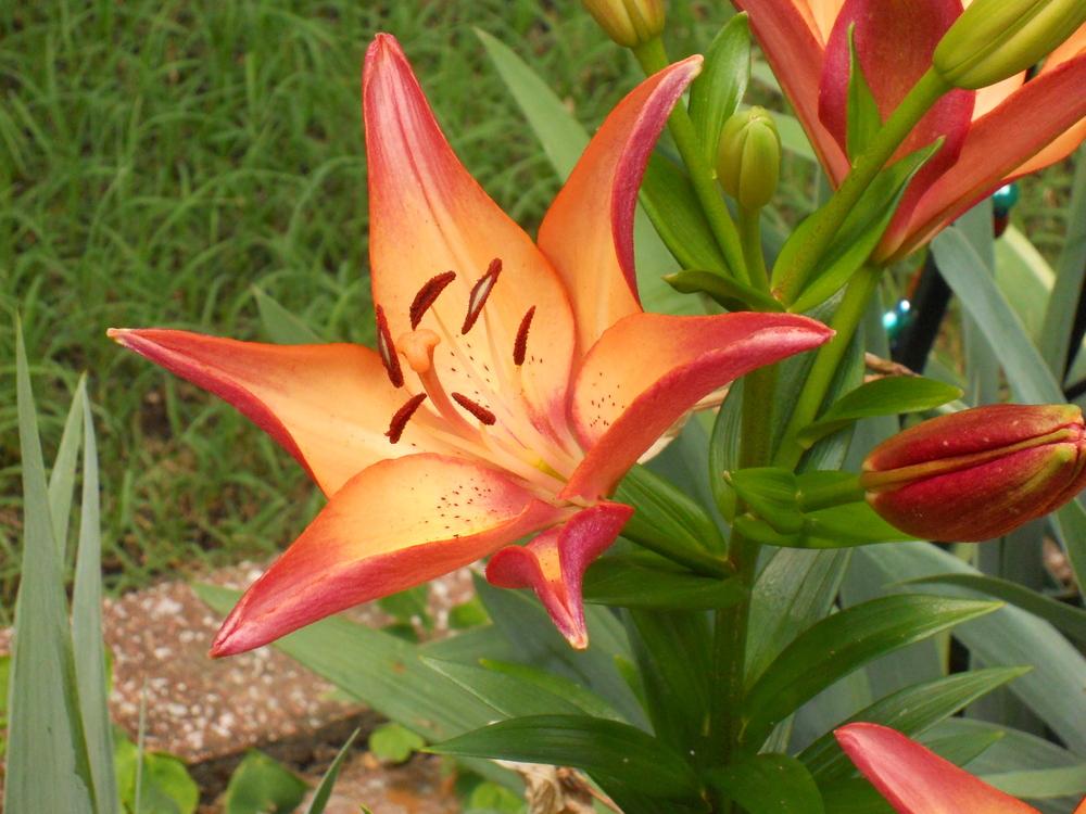 Photo of Lilies (Lilium) uploaded by Buzzbea424