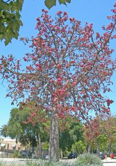 Photo of Brush Kurrajong (Brachychiton discolor) uploaded by Calif_Sue