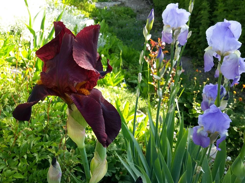 Photo of Tall Bearded Iris (Iris 'Sultan's Palace') uploaded by Hajue