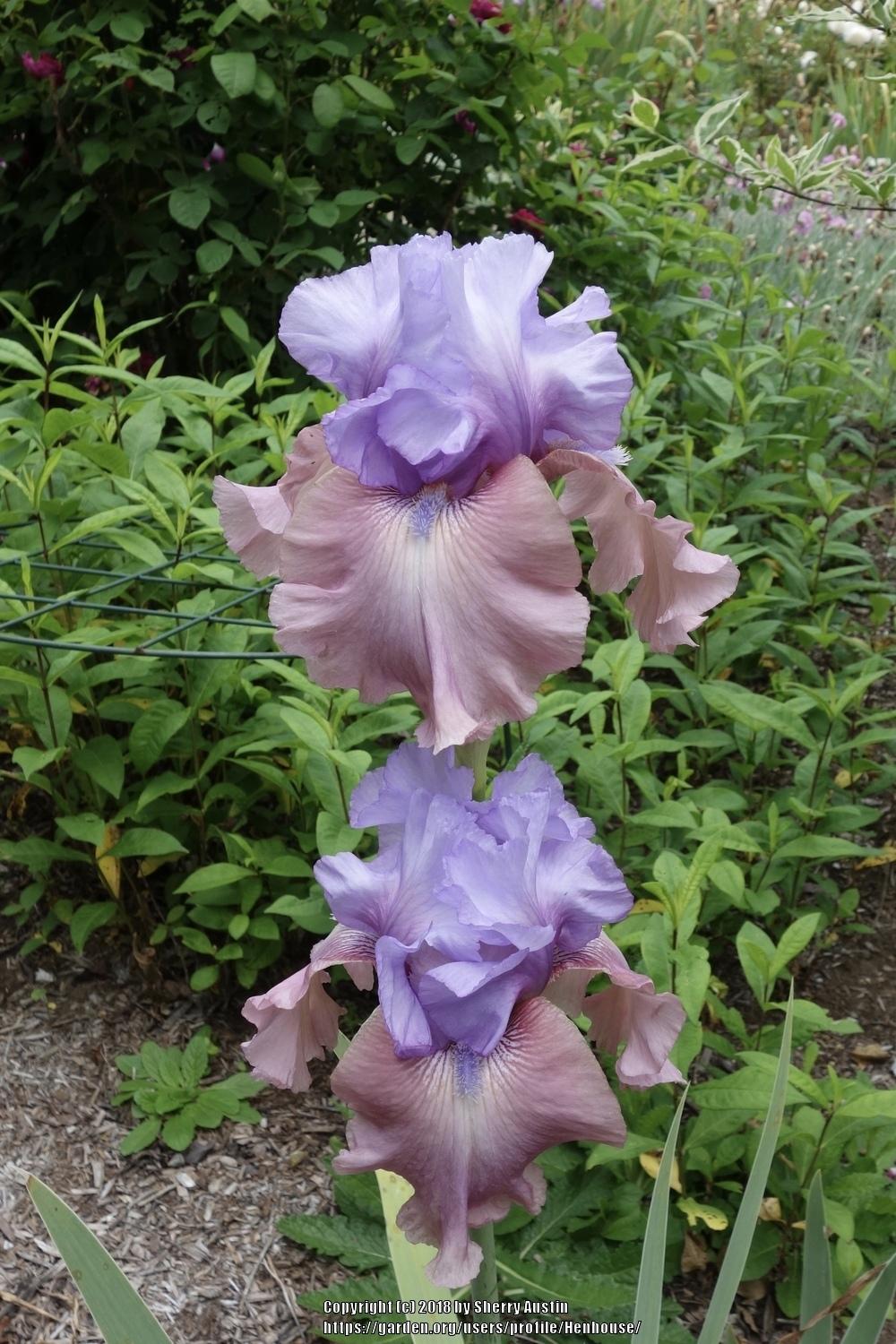 Photo of Tall Bearded Iris (Iris 'New Face') uploaded by Henhouse