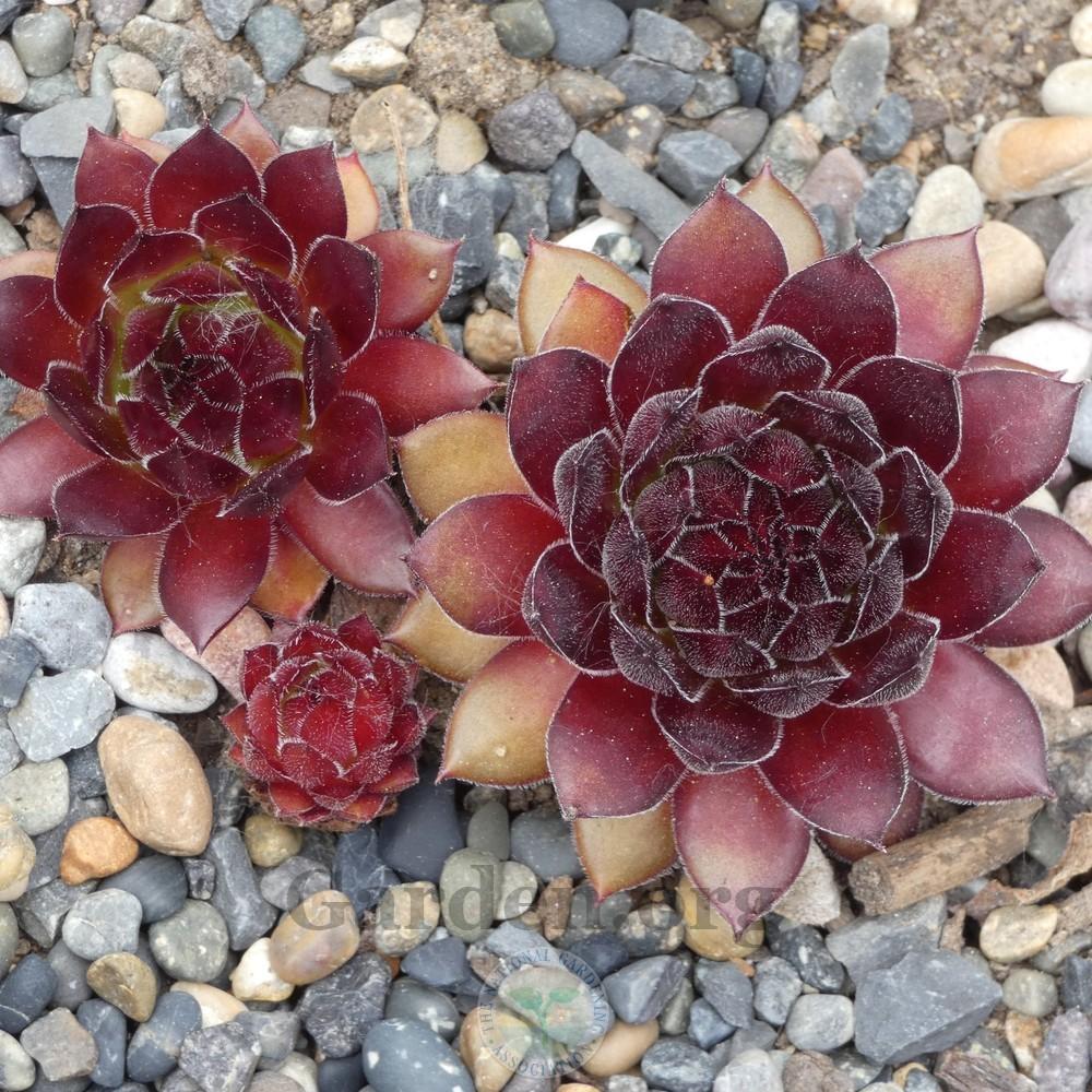 Photo of Hen and Chicks (Sempervivum 'Gabrielle') uploaded by Patty
