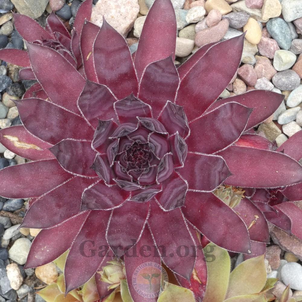 Photo of Hen and Chicks (Sempervivum 'Plumb Rose') uploaded by Patty