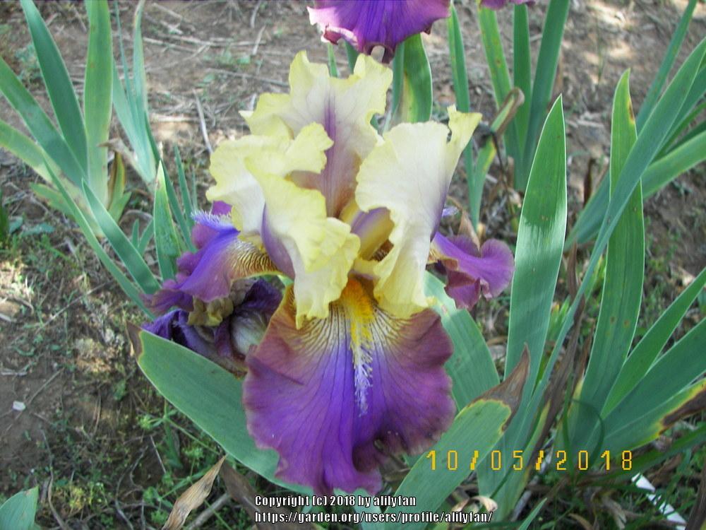 Photo of Tall Bearded Iris (Iris 'Trillion') uploaded by alilyfan
