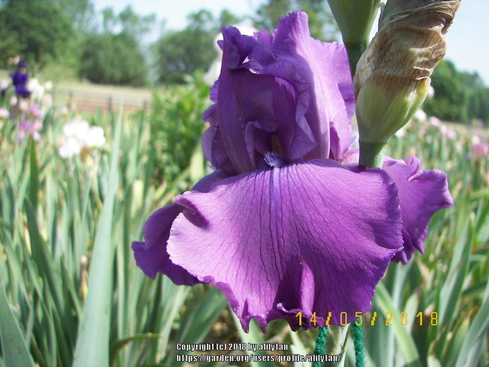 Photo of Tall Bearded Iris (Iris 'Rhinelander') uploaded by alilyfan
