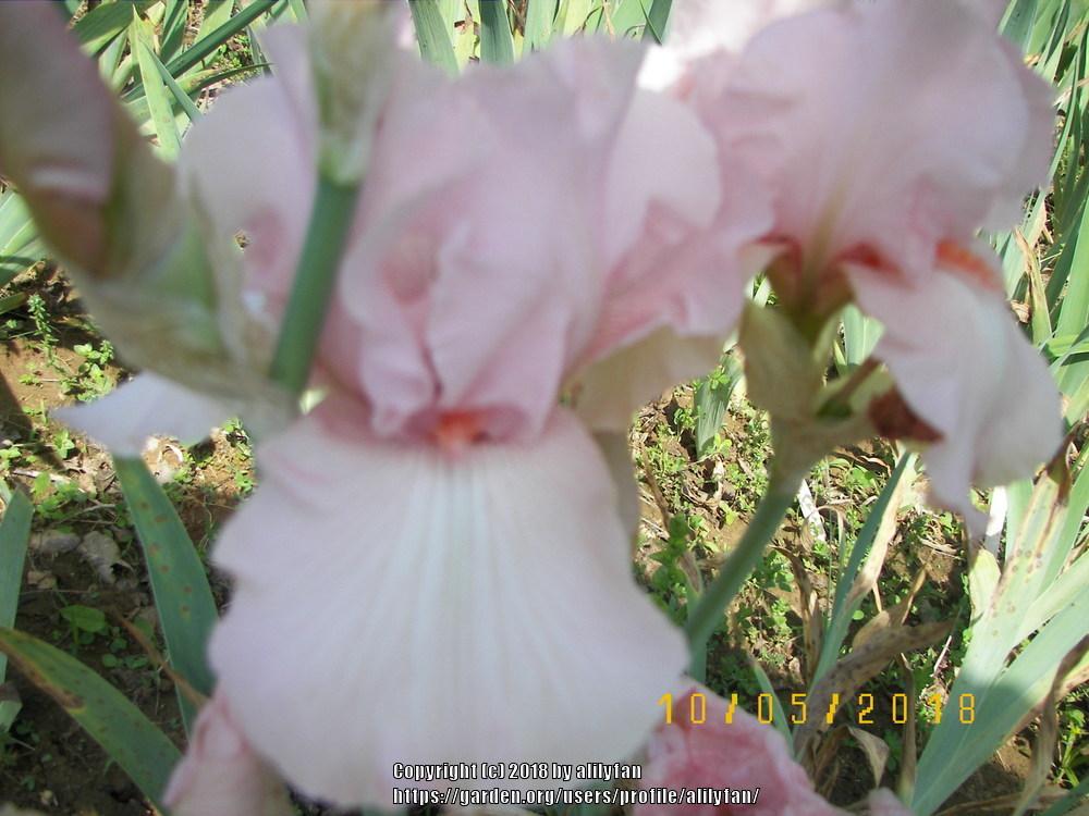 Photo of Tall Bearded Iris (Iris 'Vanity') uploaded by alilyfan