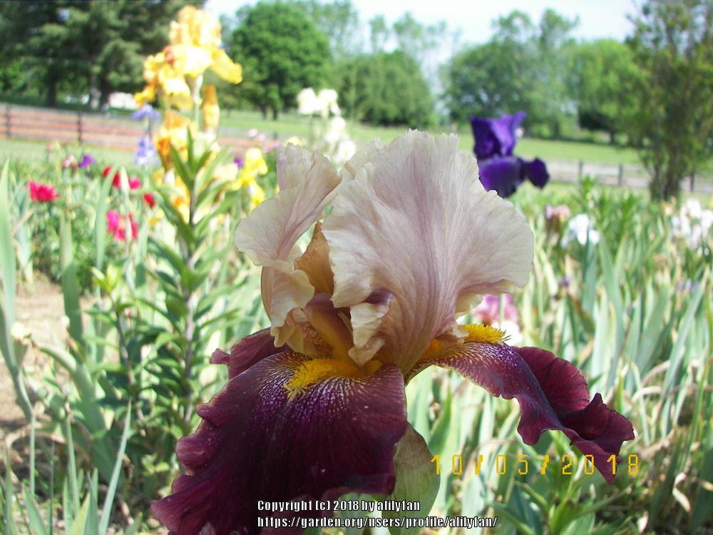 Photo of Tall Bearded Iris (Iris 'Jungle Princess') uploaded by alilyfan