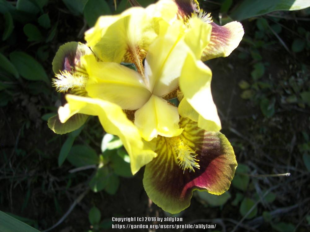 Photo of Standard Dwarf Bearded Iris (Iris 'Ultimate') uploaded by alilyfan