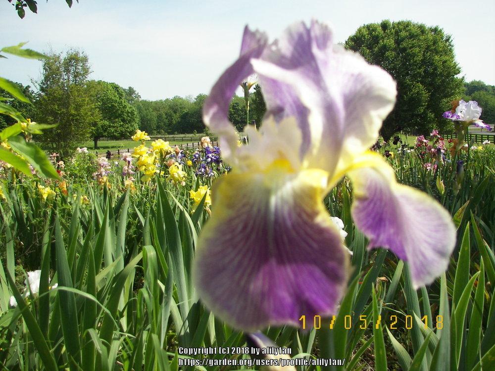 Photo of Tall Bearded Iris (Iris 'Moonlit Sea') uploaded by alilyfan