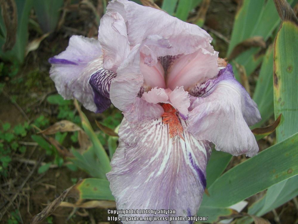 Photo of Tall Bearded Iris (Iris 'Maria Tormena') uploaded by alilyfan
