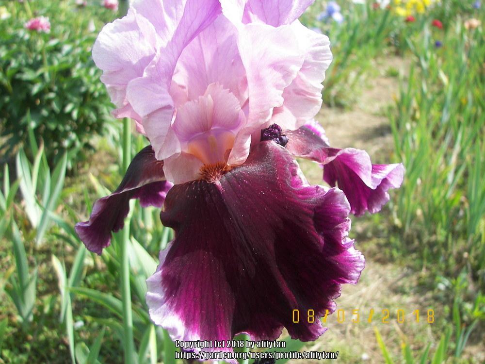Photo of Tall Bearded Iris (Iris 'So Fine') uploaded by alilyfan