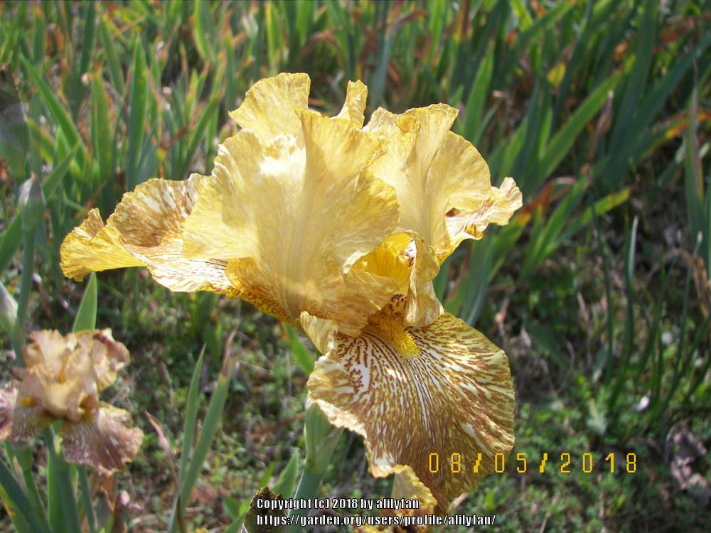 Photo of Tall Bearded Iris (Iris 'Tiger Honey') uploaded by alilyfan