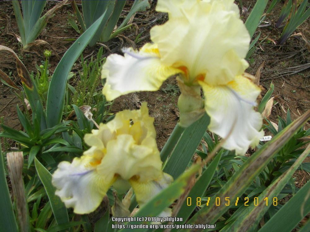 Photo of Tall Bearded Iris (Iris 'Sky Hooks') uploaded by alilyfan