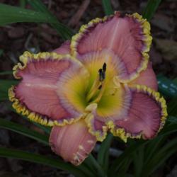 Location: Elohim Daylily Gardens, Jackson TN
Date: May 31, 2018
FFO of this new addition to our garden.