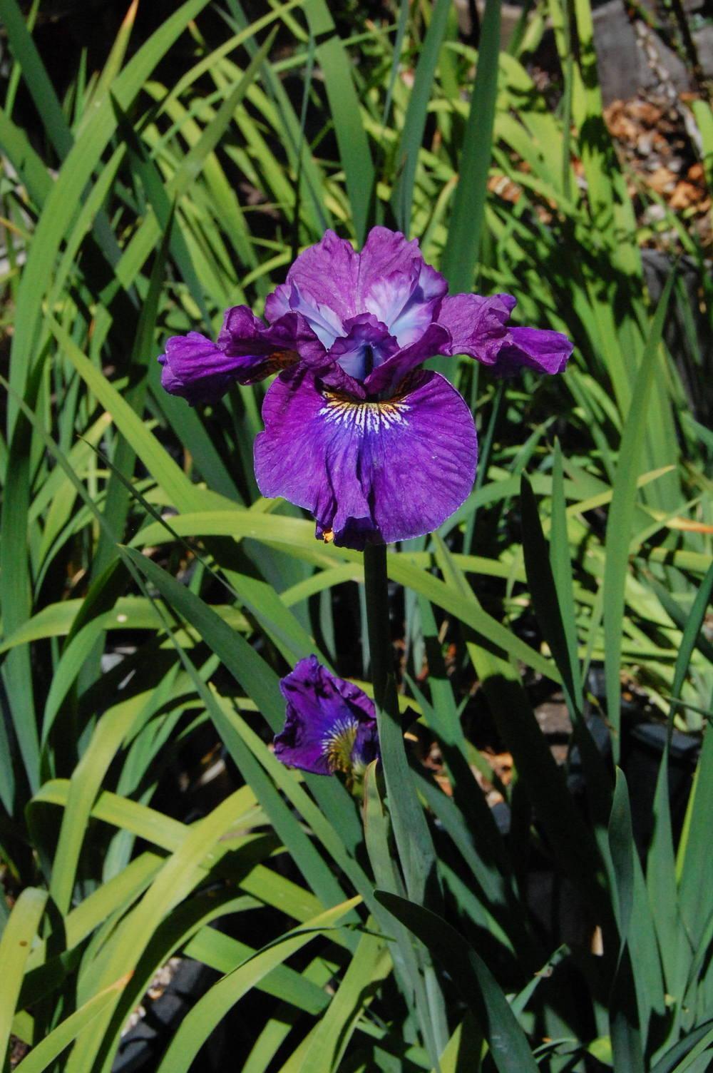 Photo of Siberian Iris (Iris 'Blackberry Jubilee') uploaded by coboro