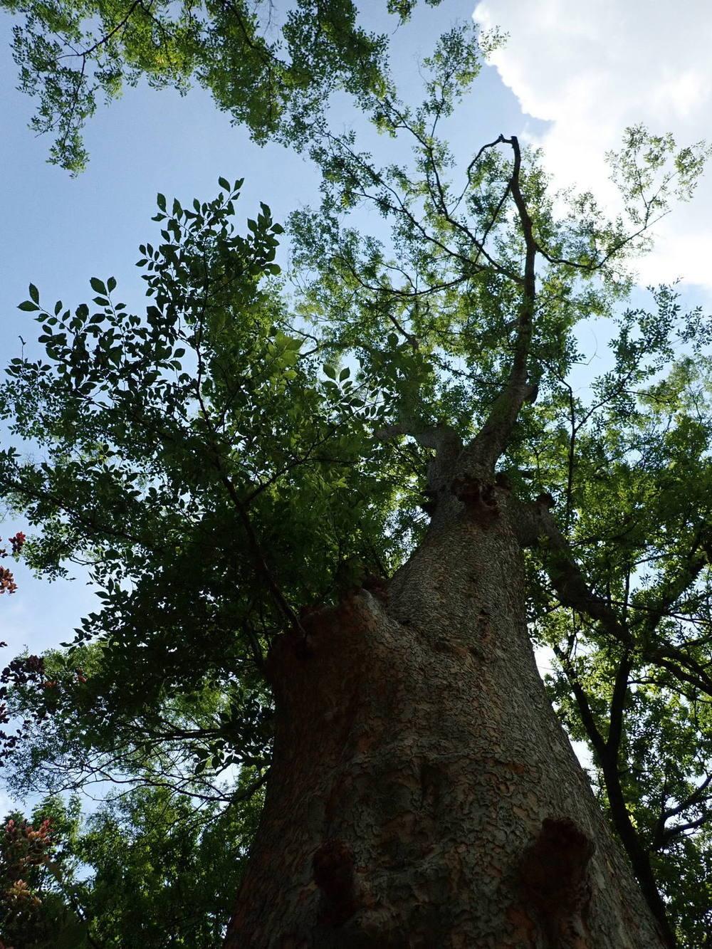 Photo of Chinese Elm (Ulmus parvifolia) uploaded by gardengus