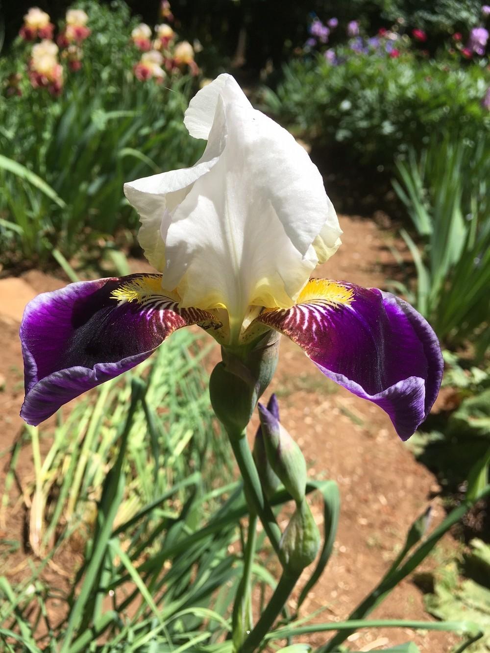 Photo of Tall Bearded Iris (Iris 'Wabash') uploaded by lharvey16