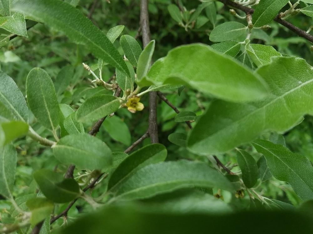 Photo of Autumn Olive (Elaeagnus umbellata) uploaded by m33jones2