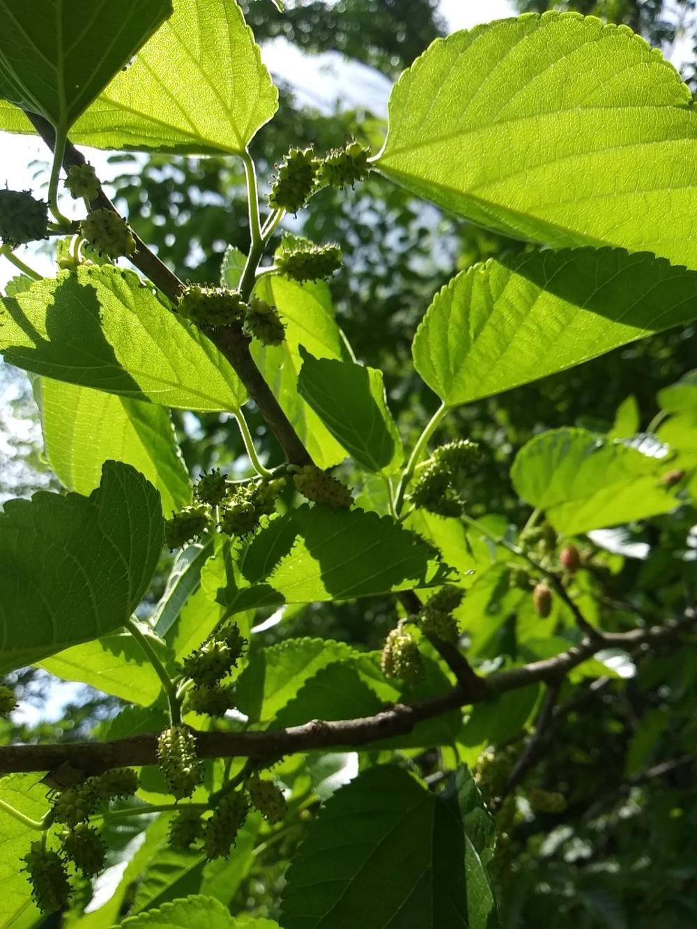 Photo of Mulberry (Morus) uploaded by m33jones2