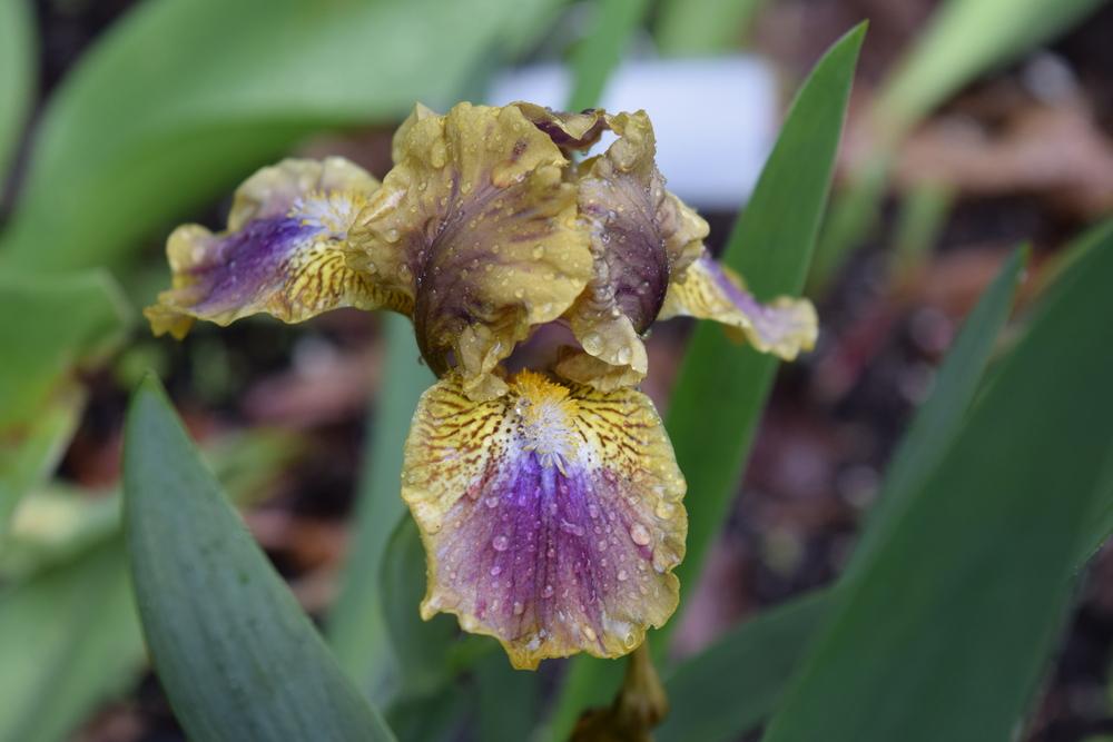 Photo of Standard Dwarf Bearded Iris (Iris 'Assorted Flavors') uploaded by Dachsylady86