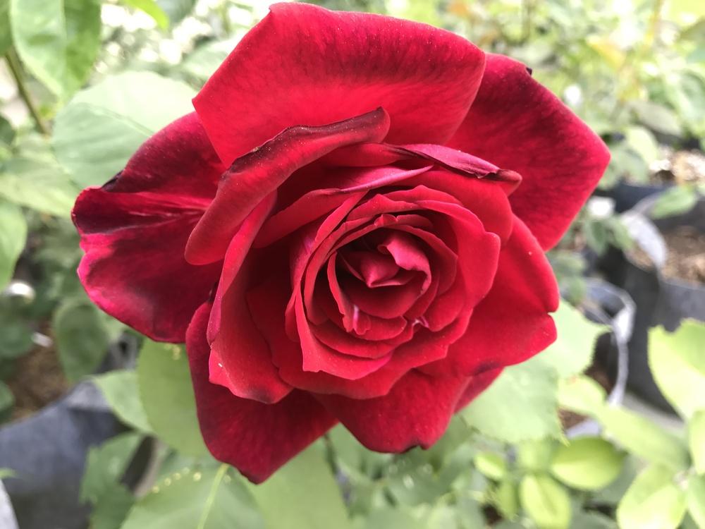 Photo of Rose (Rosa 'Papa Meilland') uploaded by Eric_C