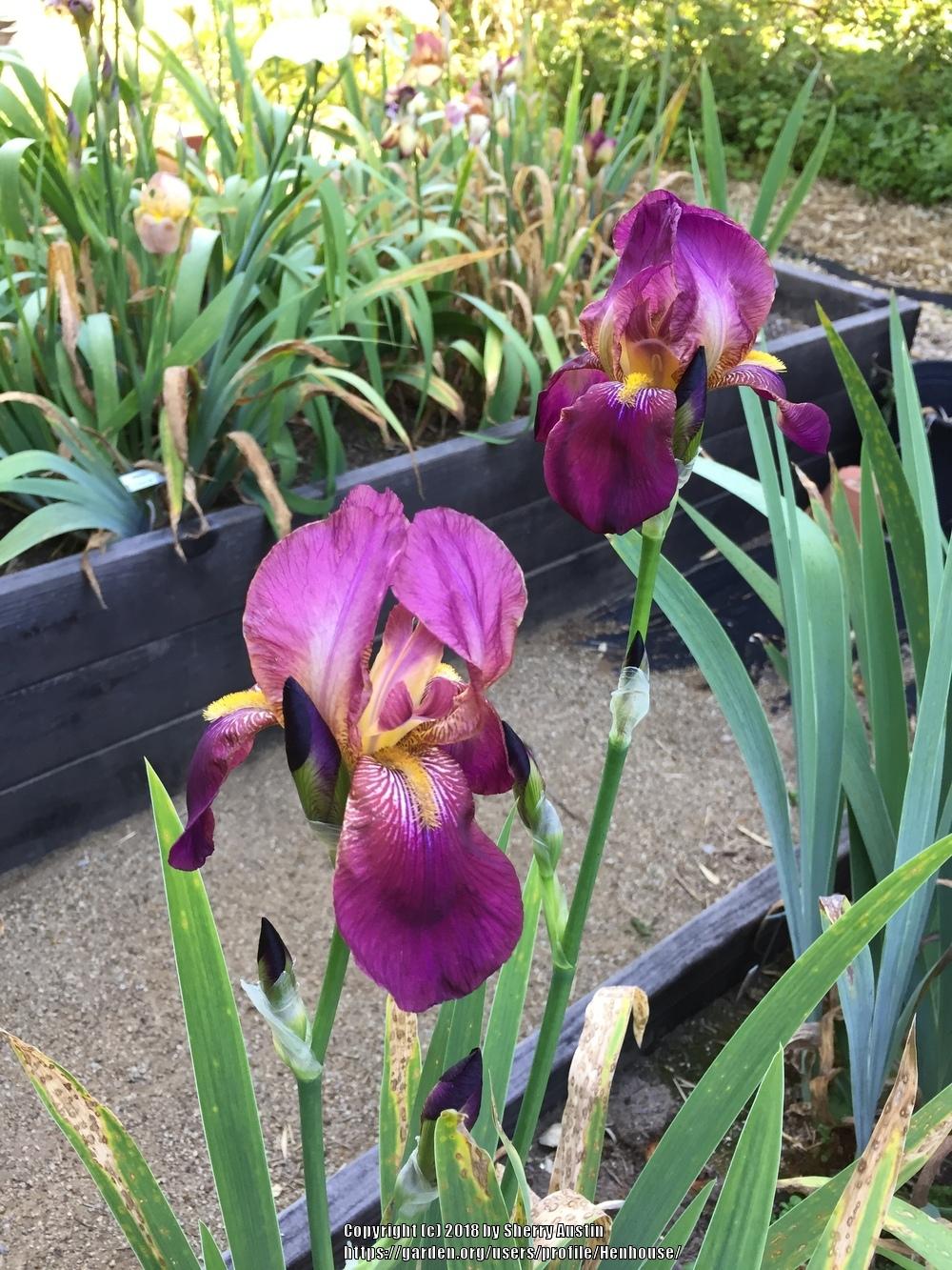 Photo of Tall Bearded Iris (Iris 'Numa Roumestan') uploaded by Henhouse