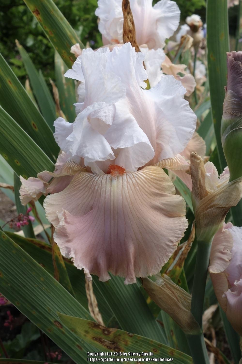 Photo of Tall Bearded Iris (Iris 'Holiday Romance') uploaded by Henhouse