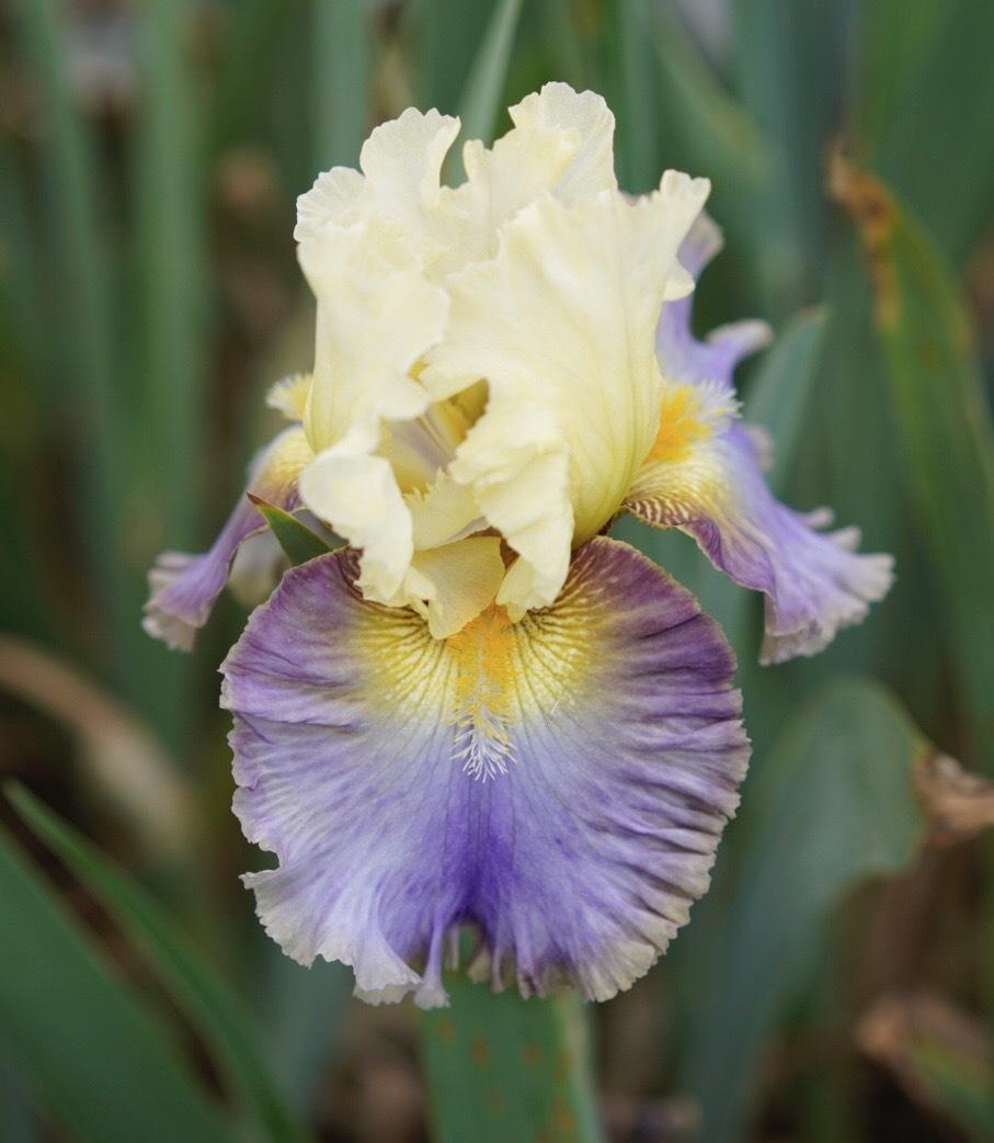 Photo of Tall Bearded Iris (Iris 'Style Traveller') uploaded by Islandview