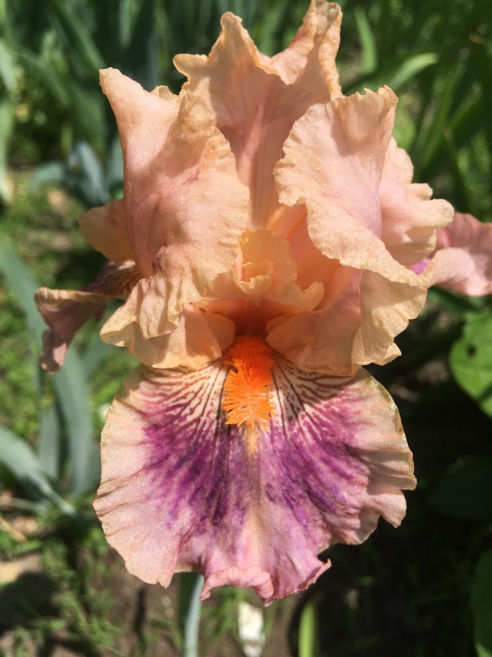 Photo of Border Bearded Iris (Iris 'Crafty Lady') uploaded by Lbsmitty