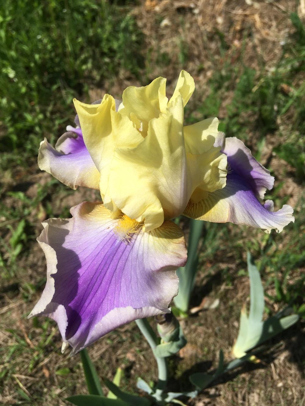 Photo of Tall Bearded Iris (Iris 'Carter Spring') uploaded by Lbsmitty
