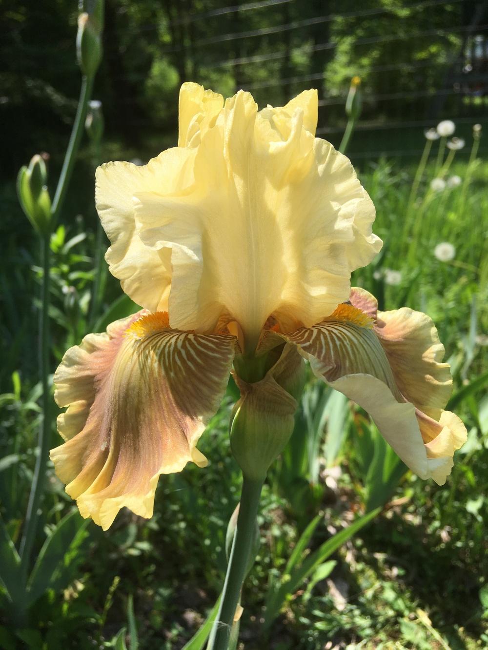 Photo of Tall Bearded Iris (Iris 'Grace Found Me') uploaded by Lbsmitty