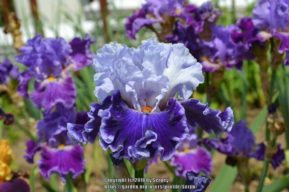 Photo of Tall Bearded Iris (Iris 'Big Spender') uploaded by Serjio