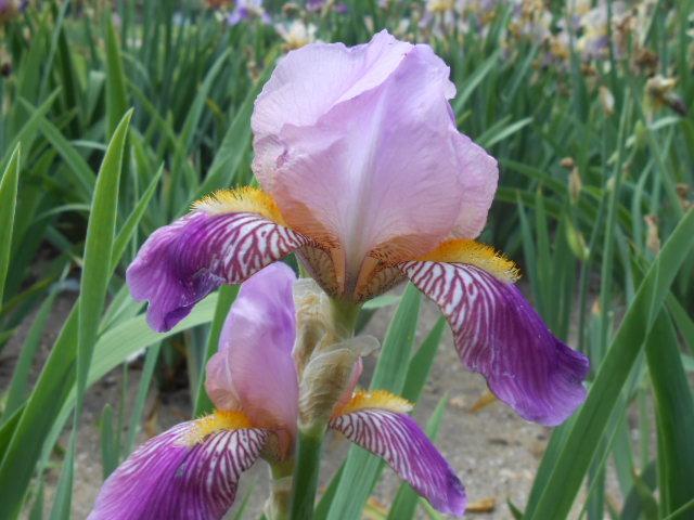 Photo of Intermediate Bearded Iris (Iris 'Her Majesty') uploaded by crowrita1