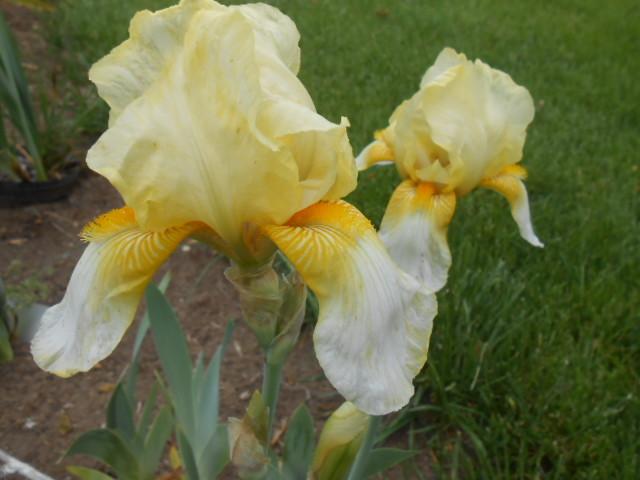 Photo of Tall Bearded Iris (Iris 'Doré') uploaded by crowrita1