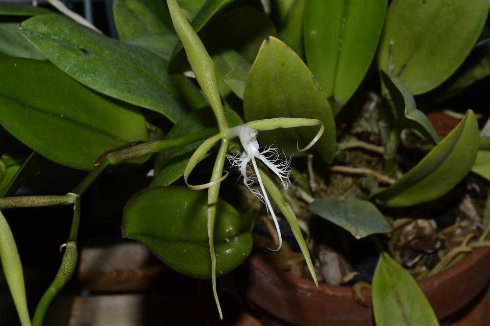 Photo of Orchid (Epidendrum ciliare) uploaded by dawiz1753