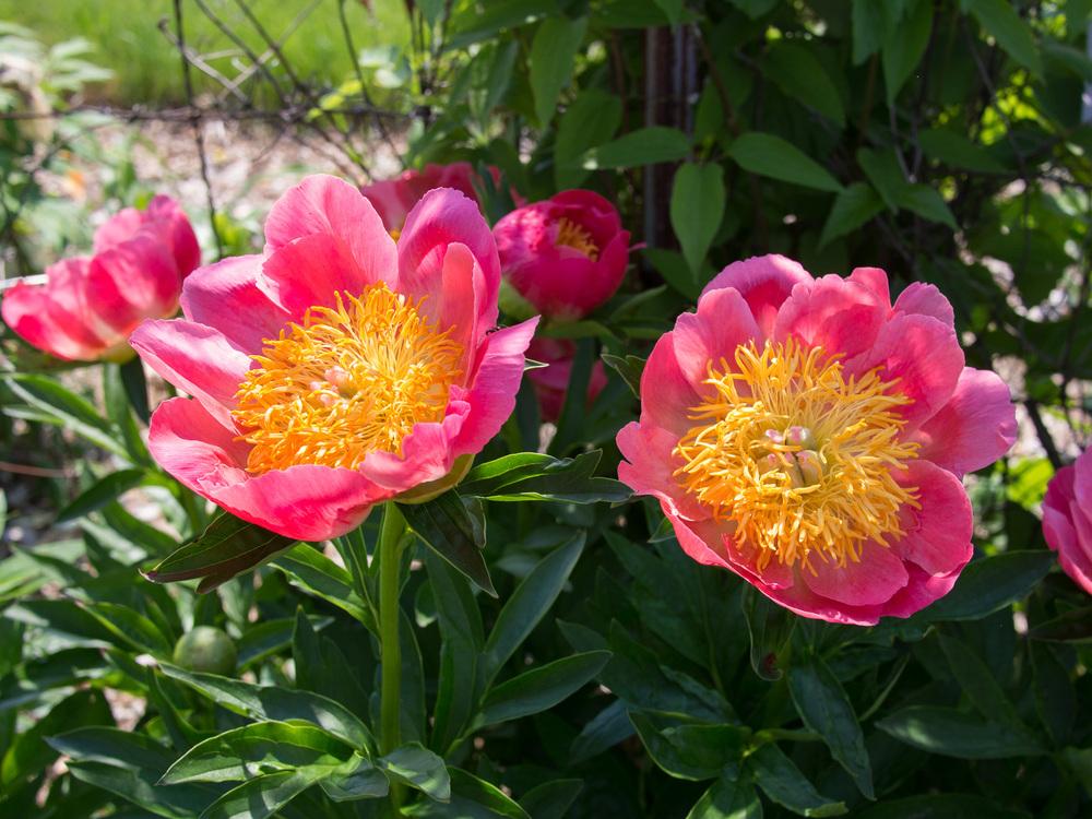 Photo of Peony (Paeonia 'Coral 'n Gold') uploaded by frankrichards16