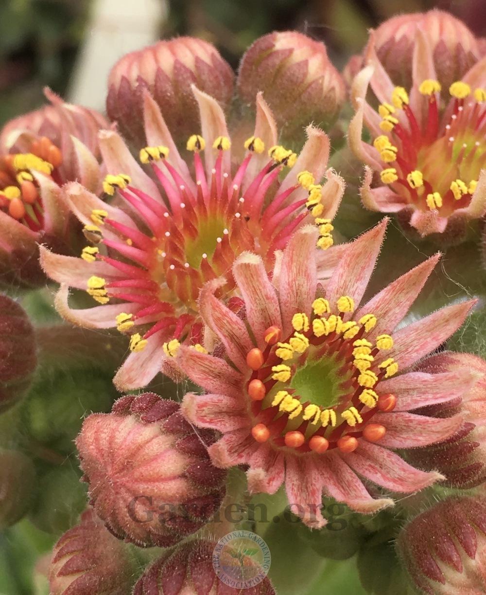 Photo of Hen and Chicks (Sempervivum 'Pacific Green Rose') uploaded by springcolor