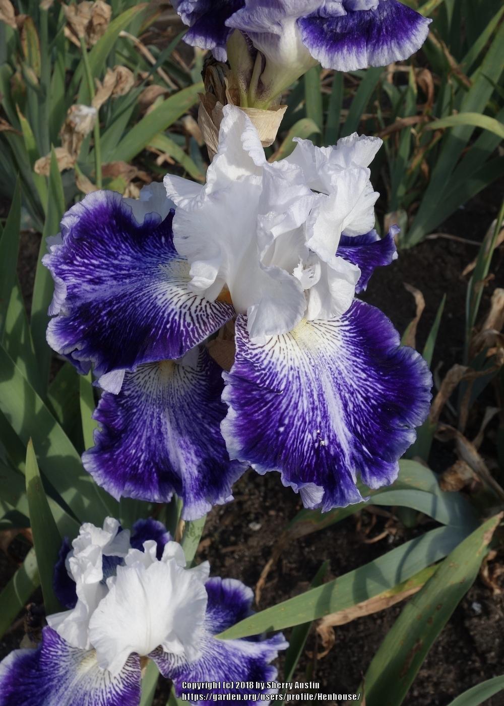 Photo of Tall Bearded Iris (Iris 'Tidal Raves') uploaded by Henhouse