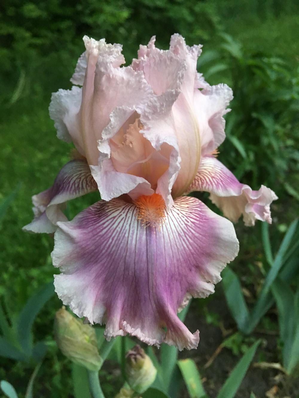 Photo of Tall Bearded Iris (Iris 'Call Me Reba') uploaded by Lbsmitty