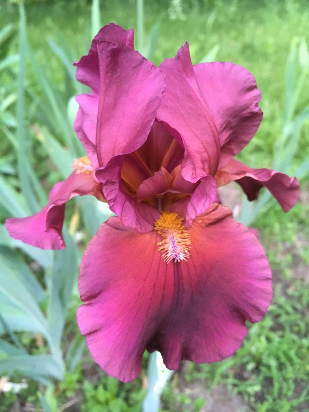 Photo of Tall Bearded Iris (Iris 'Redhead Winifred') uploaded by Lbsmitty