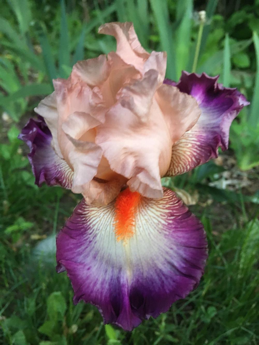Photo of Tall Bearded Iris (Iris 'Come Away with Me') uploaded by Lbsmitty