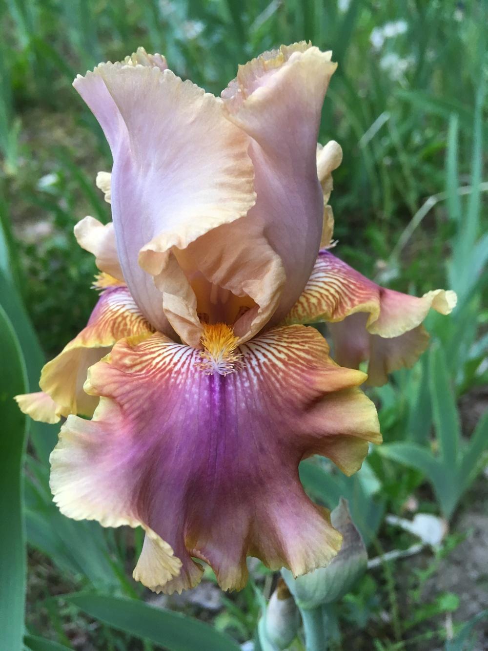 Photo of Tall Bearded Iris (Iris 'Polish Princess') uploaded by Lbsmitty