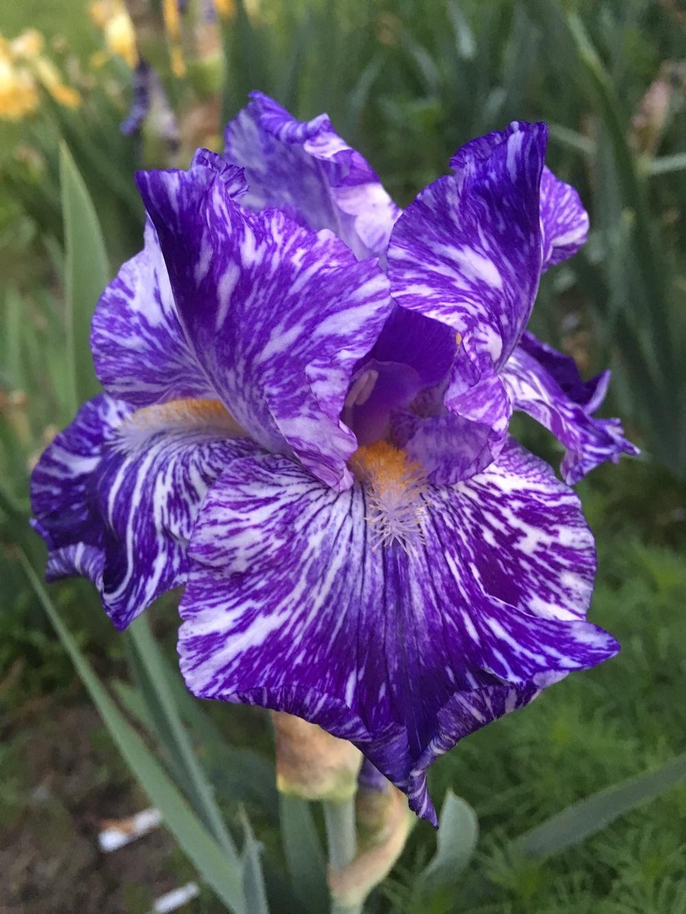 Photo of Border Bearded Iris (Iris 'Batik') uploaded by Lbsmitty