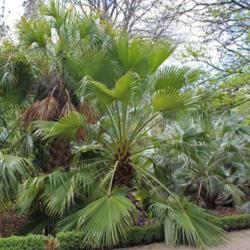 Location: Real Jardín Botanico de Madrid