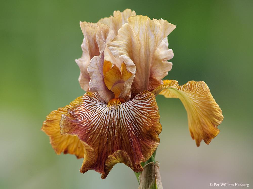 Photo of Tall Bearded Iris (Iris 'Fuori dal Coro') uploaded by William